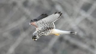 황조롱이 수컷 정지비행：나뭇가지 배경 Male Common Kestrel in hovering flight：Tree branches in the background [upl. by Inglebert729]