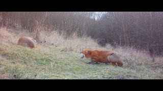 Pregnant fox screaming at partner [upl. by Yand185]