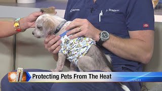 Protecting pets from the heat [upl. by Atiugal]