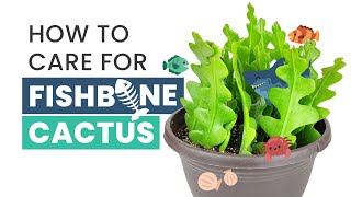 BEST TIPS  HOW TO CARE FOR FISHBONE CACTUS  EPIPHYLLUM ANGULIGER  RIC RAC CACTUS [upl. by Aicertal941]