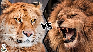 LIGER VS LION  Who Is The Strongest [upl. by Alrrats]