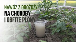 NAWÓZ Z DROŻDŻY  STYMULATOR  Pomidory Ogórki Papryka [upl. by Nuhsal]