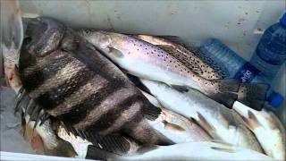 Jacksonville BEST Mayport Jetty Fishing with Capt Dave quotWINTERquot [upl. by Uno929]