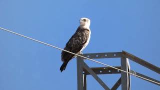 Espectacular Culebrera europea  Circaetus gallicus  Short toed Snake Eagle posada a escasos metros [upl. by Ellennod]