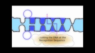 How Restriction Enzymes interact with DNA [upl. by Ervin]