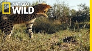 Serval vs Snake  South Africa [upl. by Atyekram]