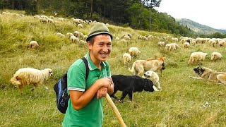 UN TANAR CIOBANSTEFAN ARE GRIJA DE OIAJUTAT DE CAINII CIOBANESTI CREDINCIOSIPASTORITUL IN MUNTI [upl. by Inahpets]