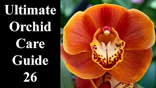 How to care for orchids  The Ultimate Guide 2024🌺🌿 episode 26 [upl. by Ares67]