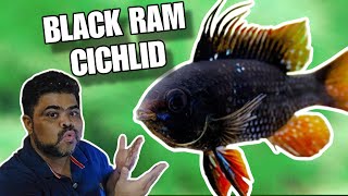 Everything You Should Know Before Keeping Black Ram Cichlid  Black Ram Cichlid Care Guidance [upl. by Galatia]