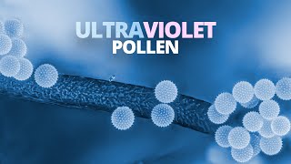 High Magnification Ultraviolet Photography  Pollen Grains [upl. by Atimed488]