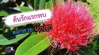 ต้นรักแรกพบดอกสวยน่าปลูก  เปิดโลกออนไลน์ Ep100  Aranya Channel [upl. by Rus]