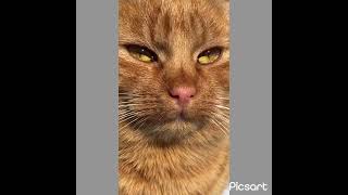 Cute kitten2024shortspetsfunnycatshilariouskittiesviralreelsviralshortviralvideocatreelsyt [upl. by Tisman]