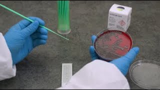 VITEK MS Sample Prep  BacteriaYeast Using a Loop [upl. by Hgielar]