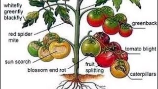 20 Tomato Diseases IdentificationTreatment and Prevention [upl. by Joya]