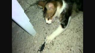 Cat Vs Scorpion HD [upl. by Odella]