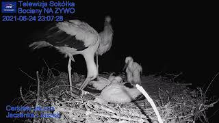 Gniazdo Bocianie  Telewizja Sokółka NA ŻYWO  IP Camera Storks nest LIVE [upl. by Eiuqcaj]