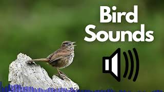 Bird Sounds Chirping  No Copyright [upl. by Illah873]