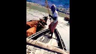 The boatman was disoriented when he saw the cows [upl. by Fatsug]