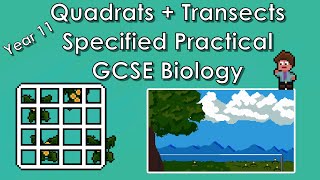 Quadrats  Transects Specified Practical  WJEC Biology  GCSE REVISION Year 11 [upl. by Ehpotsirhc952]