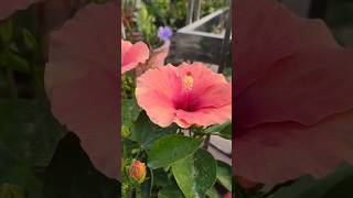 Hibiscus flower care tips organicgardenplants hibiscus ytbshorts shortvideo short [upl. by Anaeerb964]