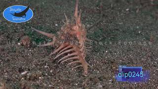 0245Murex shell attacking snail 4K Underwater Royalty Free Stock Footage [upl. by Artina]