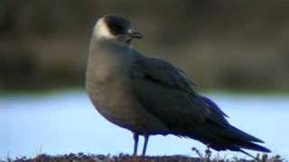 Arctic Skua  Stercorarius parasiticus [upl. by Aratnahs]