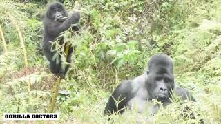 Healthy Grauers Gorillas Rest  Play [upl. by Garrick631]