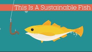 This Is A Sustainable Fish [upl. by Eiramanin672]