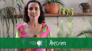 Como Cultivar Alecrim [upl. by Gytle685]