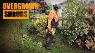 Fixing a row of Overgrown Shrubs [upl. by Catina]