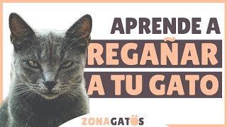 Cómo REGAÑAR A UN GATO correctamente [upl. by Kwei]