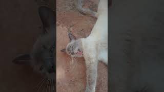 vencida dublagem humor viralvideo shortsviral cat catlover youtube [upl. by Karie679]