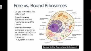 Free vs Bound Ribosomes 2016 IB Biology [upl. by Hewe]