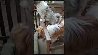 Cute Shih Tzu Puppy Barking [upl. by Bernardi]