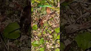 mole cricket insect nature forest [upl. by Yemrots411]