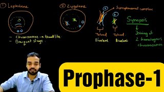 Prophase1 Leptotene Zygotene Pachytene Diplotene amp Diakinesis prophase celldivision [upl. by Trixie733]