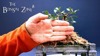 My Vietnam Style Ginseng Ficus microcarpa Part 2 The Bonsai Zone Dec 2021 [upl. by Ettelracs]