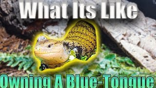 what its like Owning a BlueTongue skink [upl. by Sikata]