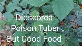 Dioscorea Poison Tuber But Good Food [upl. by Keller]