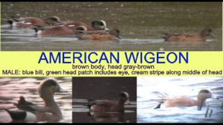 DUCK IDENTIFICATION AMERICAN WIGEON [upl. by Fauver199]