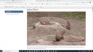 Allee effect lecture and demo [upl. by Yenffad453]