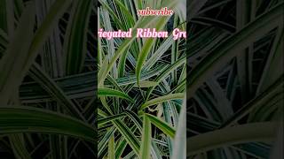 Verigated Ribbon Grass Very Easy Growing shortsvideo shortsfeed ytshortsgarden [upl. by Gyasi]