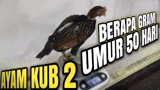 Ayam KUB2 Apa Adanya Tanpa Dibesarbesarkan Untuk Calon Indukan [upl. by Vicky221]