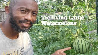 How to Grow Large Watermelons on a Trellis 🍉 🍉 🍉 [upl. by Danelle811]