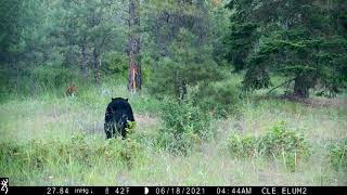 Cle Elum gamecams June 2021 Video from Browning Recon Force 4k amp Spec Ops 1080p amp Toguard H100 4k [upl. by Eissel717]