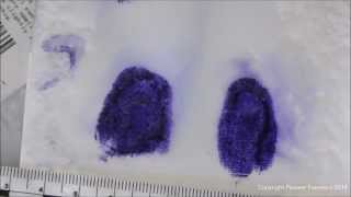 LeucoCrystal Violet Forensic Applications [upl. by Sinegra490]