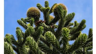 Rinvaso Araucaria Araucana [upl. by Koenraad]