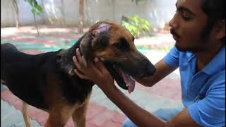 Street injured Dog with skull exposed from the Lifethreatening head Wound [upl. by Bensen]