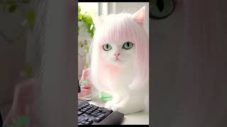 Cat video viralvideo fyp [upl. by Glassman397]