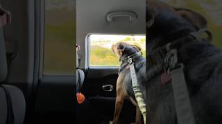 This dog barked from both ends😂 dog barks barkday funny youtubeshorts [upl. by Chew548]